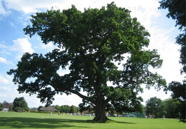 oak_1